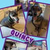 Quincy wartet in 95482 Gefrees!