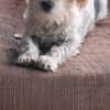 Don Camillo sucht sein Körbchen