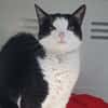 CHOUPETTE CHA