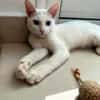 Aby, femelle croisée européen, née le 02/03/2025 🐱