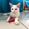 Aby, femelle croisée européen, née le 02/03/2025 🐱