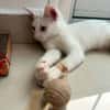 Aby, femelle croisée européen, née le 02/03/2025 🐱