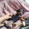 Ataya, un bout de chou d'amour