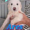 ARES cucciolo amorevole