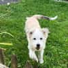 JULA - freundlicher Welpe sucht Zuhause