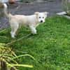 JULA - freundlicher Welpe sucht Zuhause