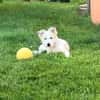 JULA - freundlicher Welpe sucht Zuhause
