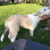 JULA - freundlicher Welpe sucht Zuhause