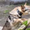 Bailey sucht seine Für-Immer-Familie