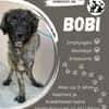 💛 Bobi sucht sein Glück 💛
