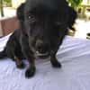 ❤🐾 LOTTI, eine Hunde-Miniausgabe