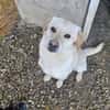 Mini-Labbi-Mix Sherlock sucht sein Heim!
