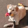 Mini-Labbi-Mix Sherlock sucht sein Heim!