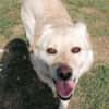 Mini-Labbi-Mix Sherlock sucht sein Heim!