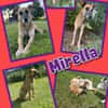 Sanfte Mirella sucht Herzensmenschen!
