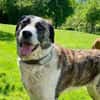 Hübsche Stella möchte aus dem Shelter
