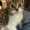 Darcy sucht ein liebevolles Zuhause