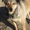 Mokka ist ein verschmuster Seelenhund!