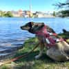 Mokka ist ein verschmuster Seelenhund!
