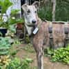 Anil - sanfter Windhund sucht