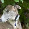 Anil - sanfter Windhund sucht