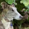 Anil - sanfter Windhund sucht