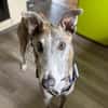 Anil - sanfter Windhund sucht