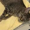 Dori sucht ein liebevolles Zuhause