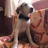 Sandro Spinone Italiano Mix