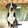 SPIKE - ein toller Hund..........