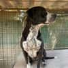 SPIKE - ein toller Hund..........