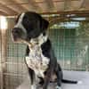 SPIKE - ein toller Hund..........
