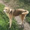 Sansa, hübsches Hundemädchen sucht