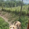 Sansa, hübsches Hundemädchen sucht