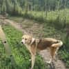 Sansa, hübsches Hundemädchen sucht