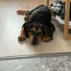 Zuckersüße 🐾💕Sky🐾💕 sucht ihr Zuhause