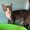 Corail [Chaton]