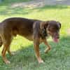 TOFFEE, Mâle junior Berger Créole