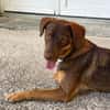 TOFFEE, Mâle junior Berger Créole