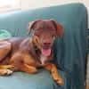 TOFFEE, Mâle junior Berger Créole