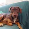 TOFFEE, Mâle junior Berger Créole