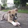 ROCKY, chiot mâle Berger Créole