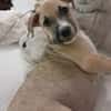 ROCKY, chiot mâle Berger Créole