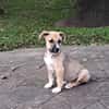 ROCKY, chiot mâle Berger Créole