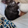 Lola