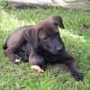 PEPSIE, chiot femelle croisée Labrador