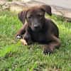PEPSIE, chiot femelle croisée Labrador