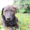 PEPSIE, chiot femelle croisée Labrador