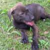 PEPSIE, chiot femelle croisée Labrador