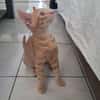 BOBBY-PIGGY, chaton mâle type européen